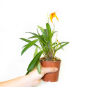 Masdevallia davisii