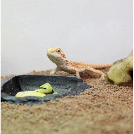 Kit Pogona - Terratlantis