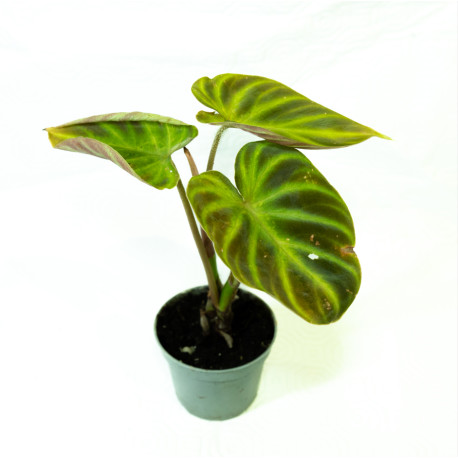 Philodendron verrucosum Baby