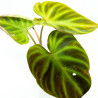 Philodendron verrucosum Baby