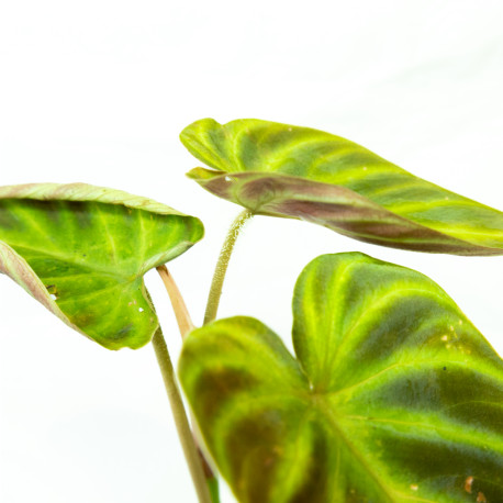 Philodendron verrucosum Baby