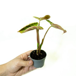 Philodendron verrucosum Baby