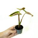Philodendron verrucosum Baby