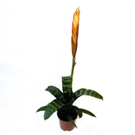 Vriesea splendens era