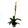 Vriesea splendens era