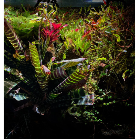 Vriesea splendens era