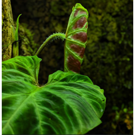 Philodendron verrucosum Baby