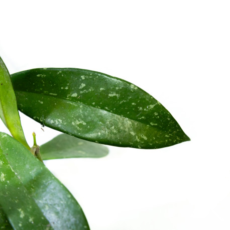 Hoya pubicalyx