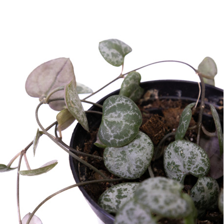 Ceropegia woodii