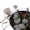 Ceropegia woodii