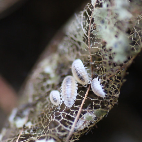 Trichorhina tomentosa - Isópodes tropicais / Cochonilha-anã branca