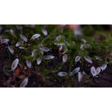 Trichorhina tomentosa - Isópodes tropicais / Cochonilha-anã branca