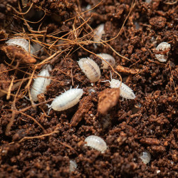 Trichorhina tomentosa - Isópodes tropicais / Cochonilha-anã branca