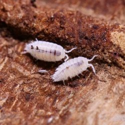 Trichorhina tomentosa - Isópodes tropicais / Cochonilha-anã branca