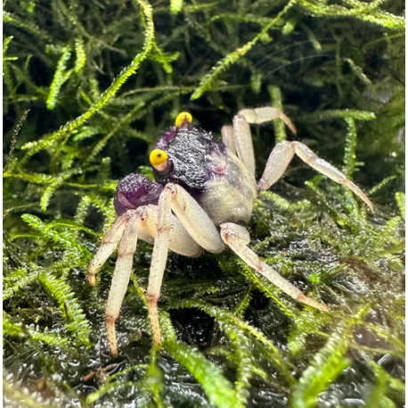 Caranguejo Orchid Vampire - Geosesarma sp. - var. White Leg