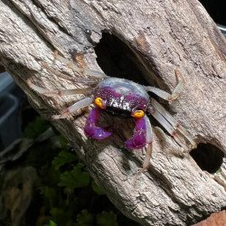 Caranguejo Vampiro Orchid  - Geosesarma sp. - var. White Leg