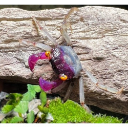 Caranguejo Orchid Vampire - Geosesarma sp. - var. White Leg