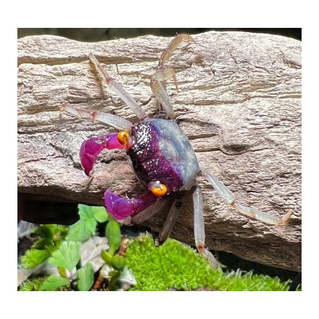 Caranguejo Orchid Vampire - Geosesarma sp. - var. White Leg