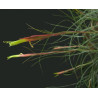 Tillandsia schiedeana