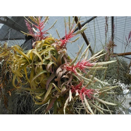 Tillandsia Streptophylla