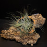 Tillandsia Tectorum