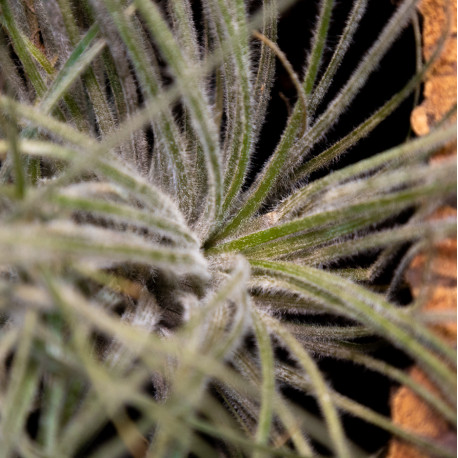 Tillandsia Tectorum