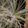 Tillandsia Tectorum