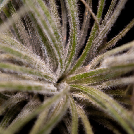 Tillandsia Tectorum