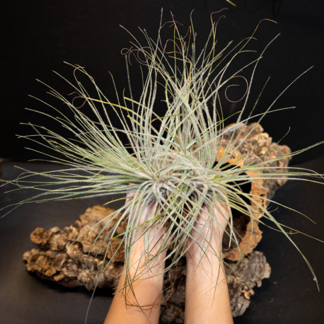 Tillandsia Tectorum