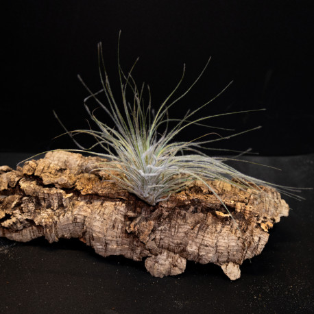 Tillandsia Tectorum