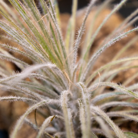 Tillandsia Tectorum