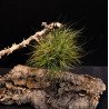 Tillandsia schiedeana