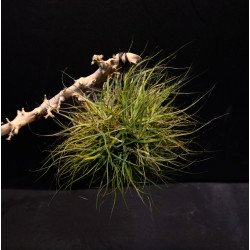 Tillandsia schiedeana