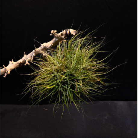 Tillandsia schiedeana