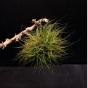 Tillandsia schiedeana