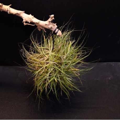 Tillandsia schiedeana