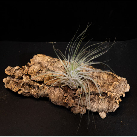 Tillandsia Tectorum