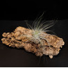 Tillandsia Tectorum