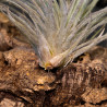 Tillandsia Tectorum