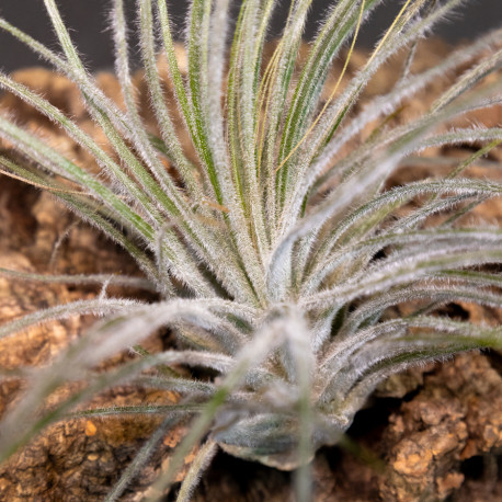 Tillandsia Tectorum