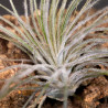 Tillandsia Tectorum