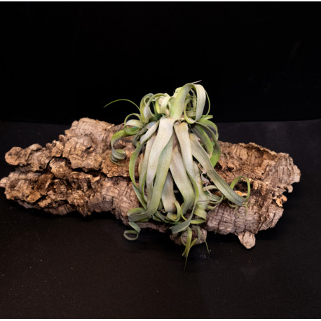 Tillandsia Streptophylla