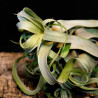 Tillandsia Streptophylla