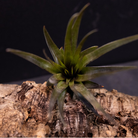 Tillandsia fasciculata