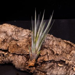 Tillandsia fasciculata