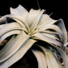 Tillandsia xerographica