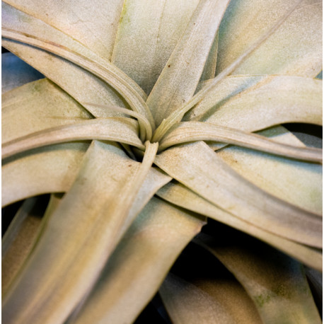 Tillandsia xerographica