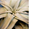 Tillandsia xerographica