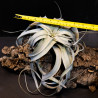 Tillandsia xerographica