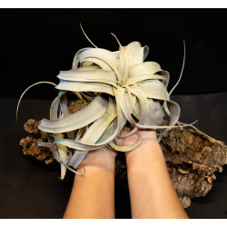 Tillandsia xerographica